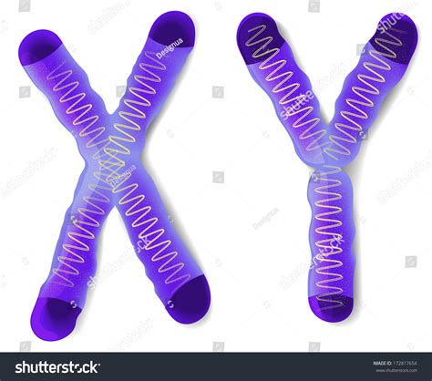 Sex Chromosome Boys Carry Xy Chromosomes Stock Vector (Royalty Free) 172817654 | Shutterstock