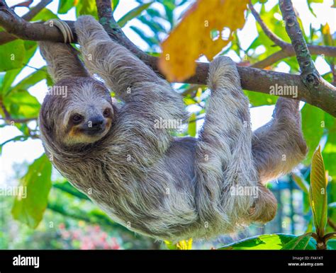 Sloth costa rica hi-res stock photography and images - Alamy
