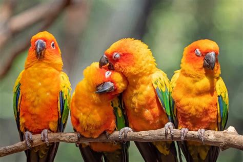 50 Different Types of Conure Parrots