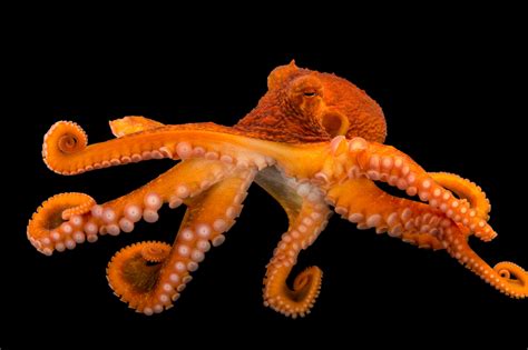 How Long Do Giant Pacific Octopus Live