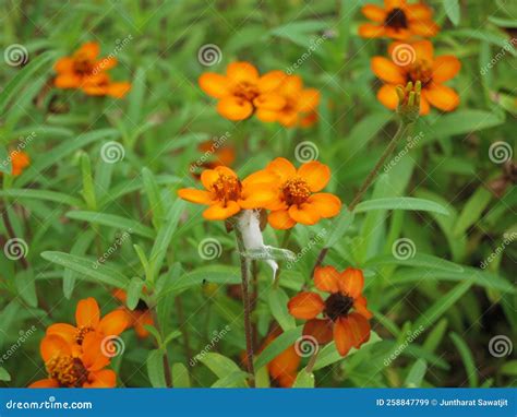 Orange flowers plants stock image. Image of wooden, garden - 258847799