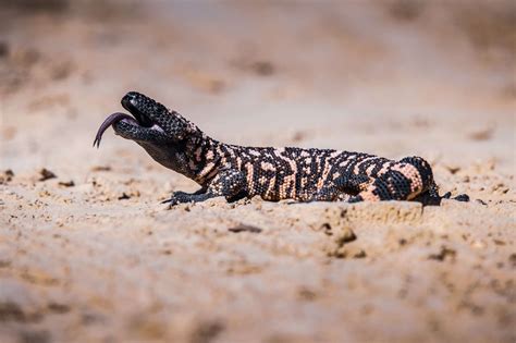 Gila Monsters Losing Ground in the American Southwest - Animals Around ...