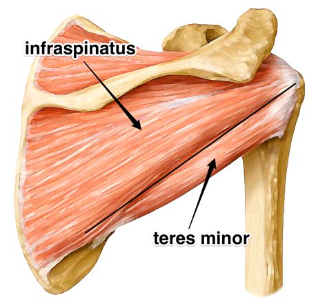 Infraspinatus & Teres Minor - Rotator Cuff - Yoga Anatomy