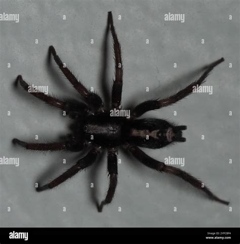 Eastern Parson Spider (Herpyllus ecclesiasticus Stock Photo - Alamy