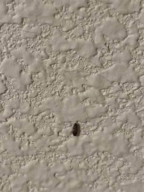 What are these creepy crawly little bugs that started showing up by my front door in the corner ...