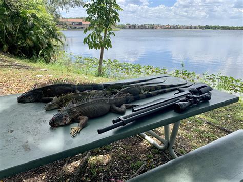 No Wanna Iguanas! : r/airgunhunting