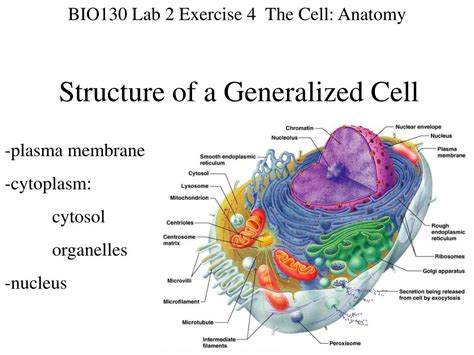 Generalized Cell Structure 的图像结果