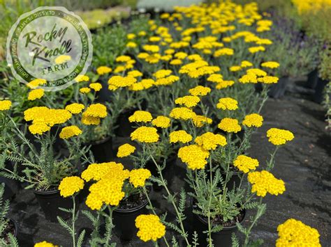 Yellow Yarrow Flower