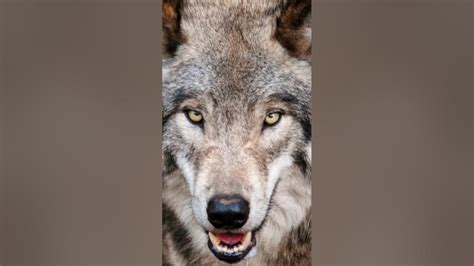 Image result for Timberwolf Facts