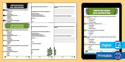 Photosynthesis and Respiration Worksheet | Twinkl USA