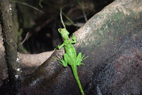 Image result for Lizard HTML Report Example