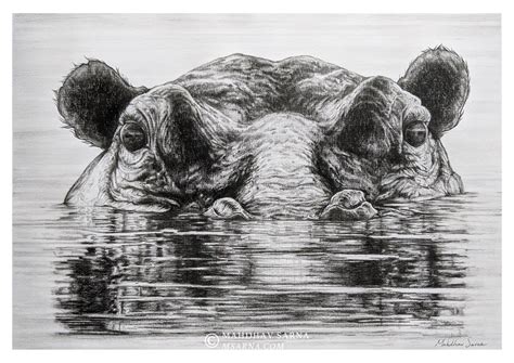 Hippopotamus Drawing In Water
