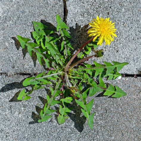 Diente de león (Taraxacum officinale) - PictureThis