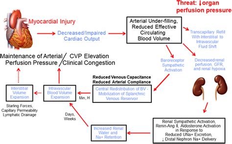 Fluid Volume Homeostasis in Heart Failure: A Tale of 2 Circulations ...