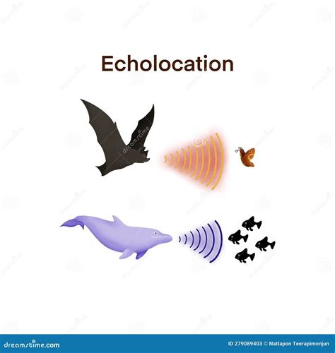 Echolocation in Bats and Dolphins,Dolphins and Bats Hunt Their Prey by Making High Pitched ...