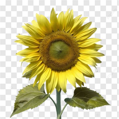 Golden Petals The Radiance Of A Sunflower, Bright Yellow Petals, Floral ...