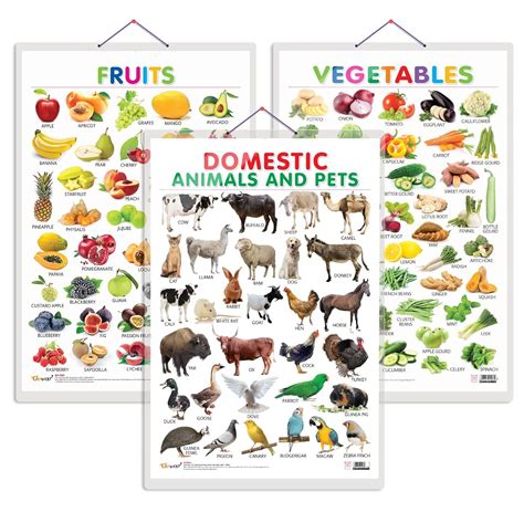 Set Of 3 Fruits, Vegetables And Domestic Animals And Pets Early ...