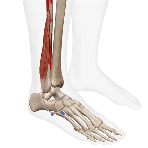 Fibularis Group Exercise