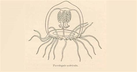 Scientists Uncover Key Gene of the Immortal Jellyfish That Makes Them Immortal | My Modern Met - reproduction of immortal jellyfish