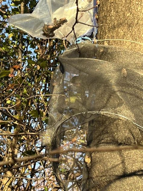 Lantern Fly Traps with Netting 的图像结果