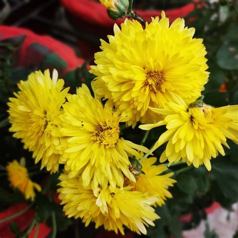 Yellow Chrysanthemum Flower Meaning : Symbolism, Culture and Care Guide ...