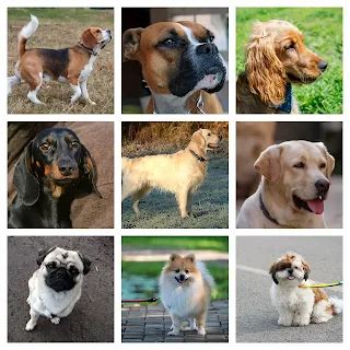 10 Most Friendly Dog Breeds in India (Meet The Best Buddies)