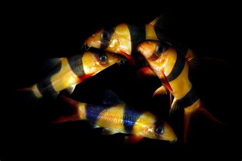 Image result for Using a Fish Trap