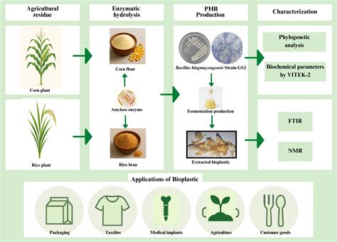 Valorization of Rice-Bran and Corn-Flour Hydrolysates for Optimized ...