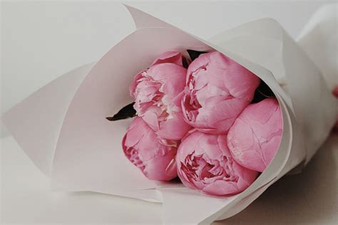 Peony | Indiana State Flower