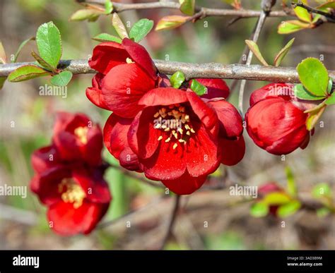The Chinese ornamental quince is a plant species from the ornamental ...