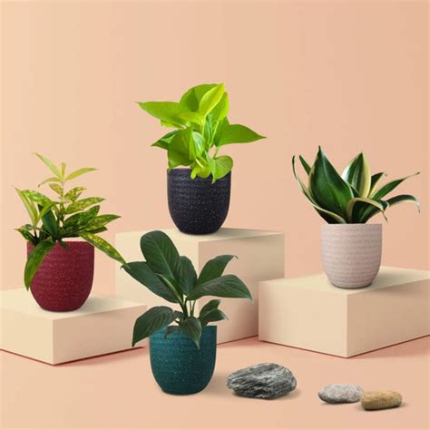 Buy Small Plants Online In India | Greenkin