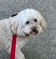 Image result for Cockapoo Terrier Mix