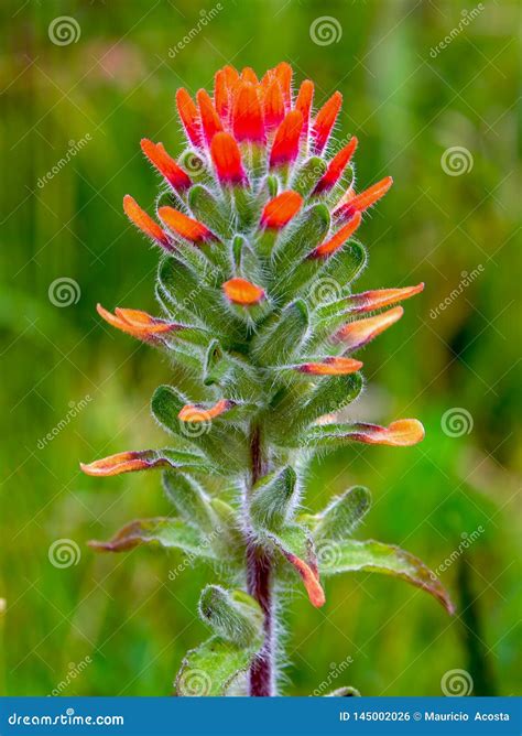 Scarlet Indian Paintbrush Flower - Vertical Stock Photo - Image of ...