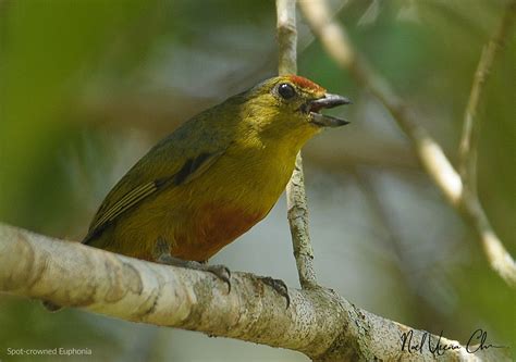 Honeycreepers, Dacnises, Tanagers and Euphonias of Costa Rica - Photo ...