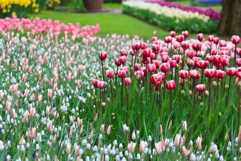 Image result for Flower Pot Card Tutorial