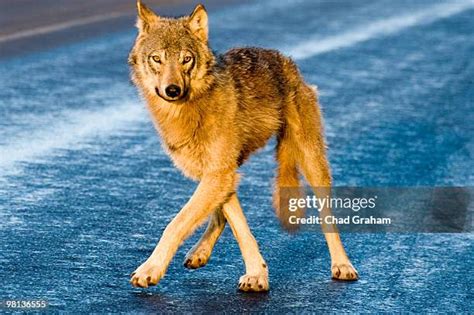 Dancing Wolves 的图像结果