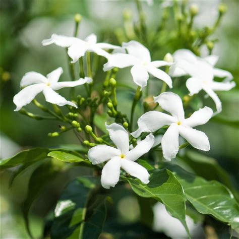Jasmine Flower Plant