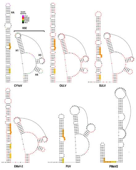Structural Analysis and Whole Genome Mapping of a New Type of Plant ...