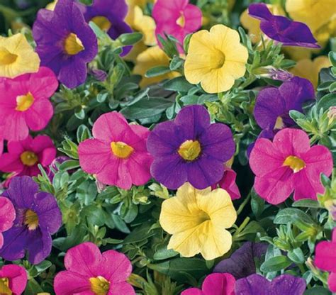 Types of petunias: complete care guide, characteristics, and tips