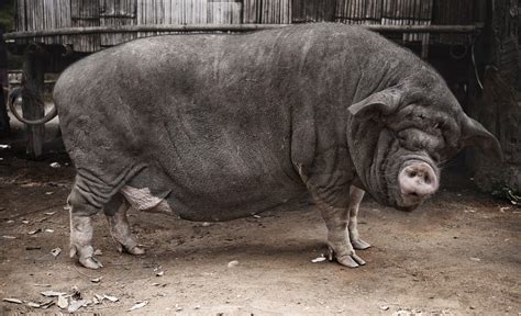big pig | Animal Stock Photos ~ Creative Market