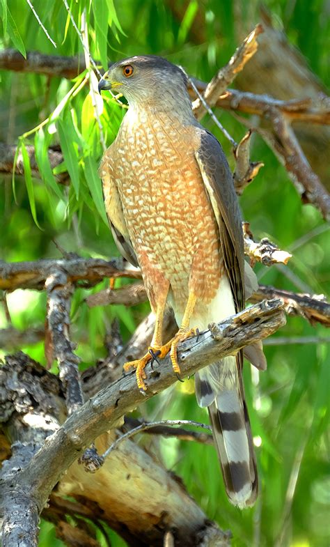 Cooper's Hawk — Santa Clara Valley Audubon Society