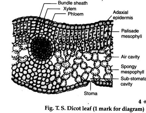 Draw and describe the internal structure of leaf of a dicotyledonous ...