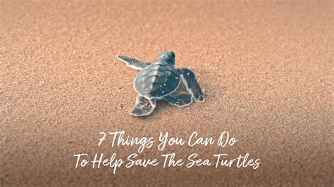 Save The Turtle Wallpapers - Wallpaper Cave