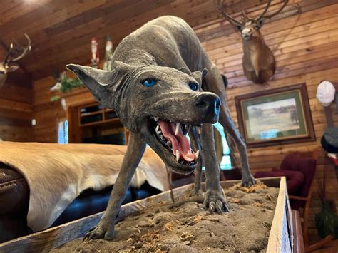 Chupacabra Sightings