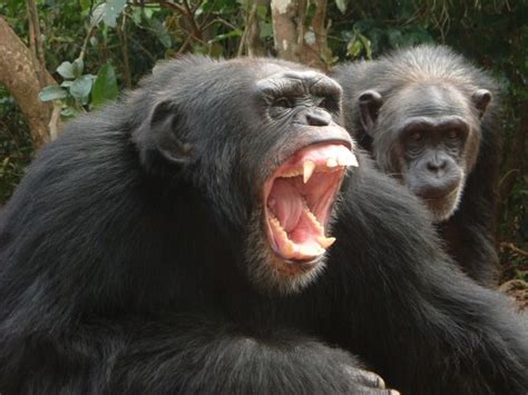 Image result for Chimp vs Python