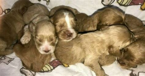 Golden Cockapoo