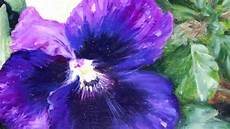 fiore con a fiori pittura a olio fiore con a fiori pittura a olio