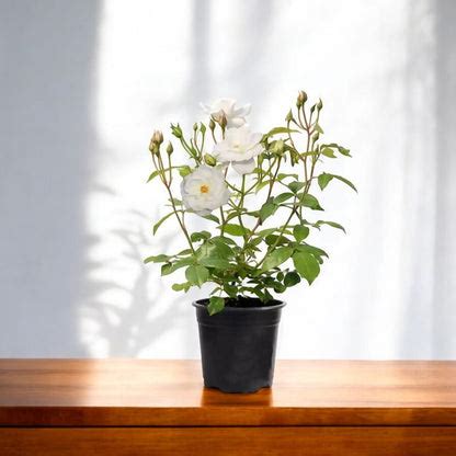 Buy Rose Floribunda White Plant online at best price
