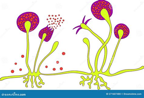 Structure Of Rhizopus Mold Cartoon Vector | CartoonDealer.com #271607465