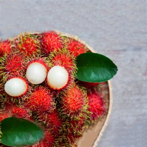 Rare Tropical Fruit Trees 的图像结果